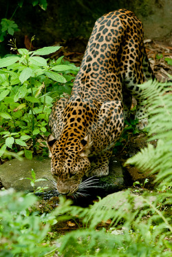 tigersandcompany:  Leopard (by kevinvink)