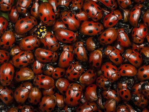 Ladybugs by Marko Zamurovic