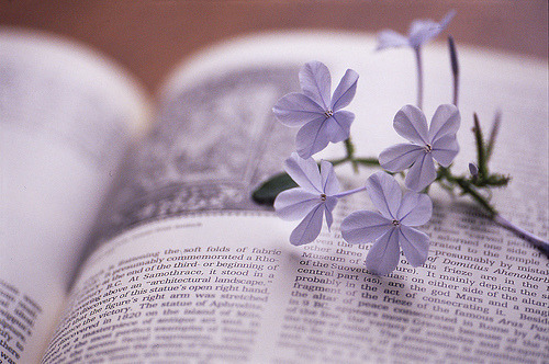 Guaranteed to be the most beautiful blog you’ve ever seen.