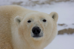 id-rather-be-free:  Polar Bear outside Churchill,