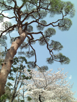 Mer-De:  Pine And Cherry Blossom Tree