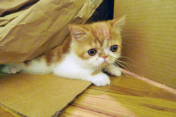 geoffreythecat:  More pictures of him playing in the box :) 