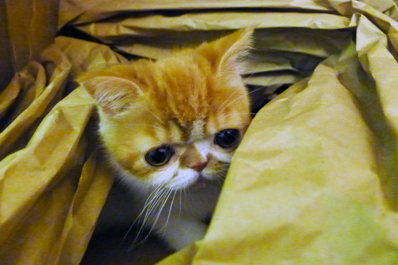 geoffreythecat:  More pictures of him playing in the box :) 