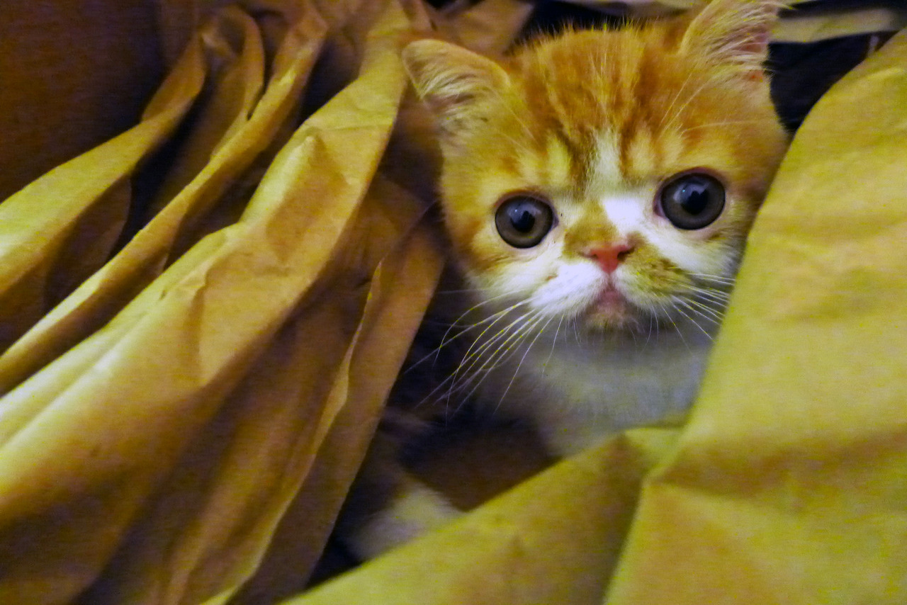 geoffreythecat:  More pictures of him playing in the box :) 