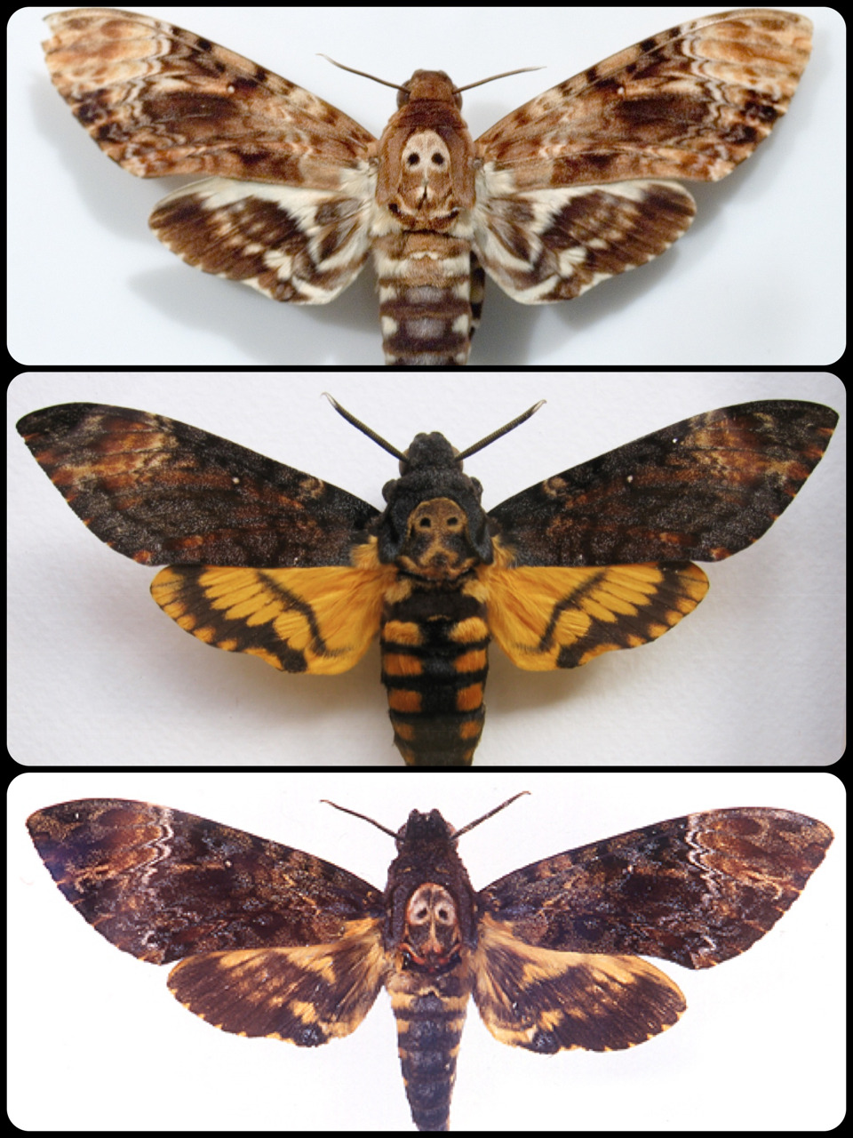 “ Death’s-head Hawkmoth varieties.
•Acherontia Lachesis
•Acherontia Atropos
•Acherontia Styx
”