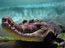 crocodilians:  Smilin’ Croc by v22ellis