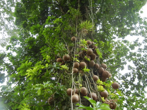 jungle-sorbet: vanillaa-sunshine: tropic-ae: ☼Tropical☼ ❁❁ Calm and relaxing jungle blog ❁❁ fol