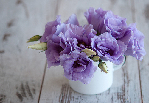 Guaranteed to be the most beautiful blog on your dash.