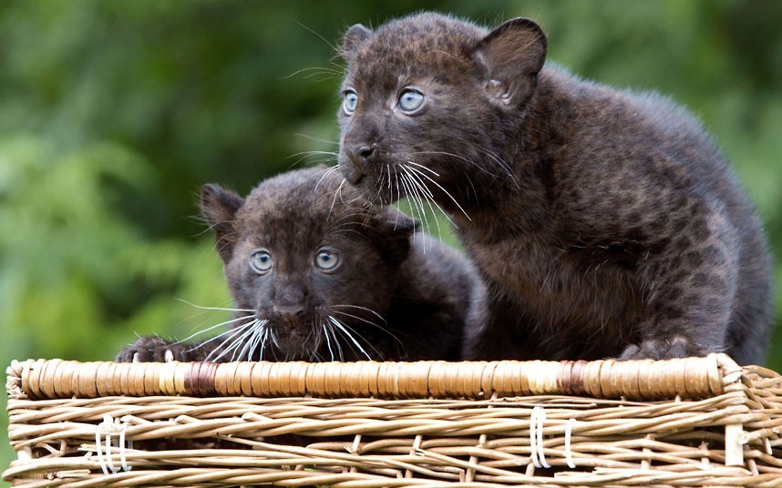 theanimalblog:  Black panther twins named Remaong (male, R) and Ferra (female) are