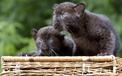 Theanimalblog:  Black Panther Twins Named Remaong (Male, R) And Ferra (Female) Are