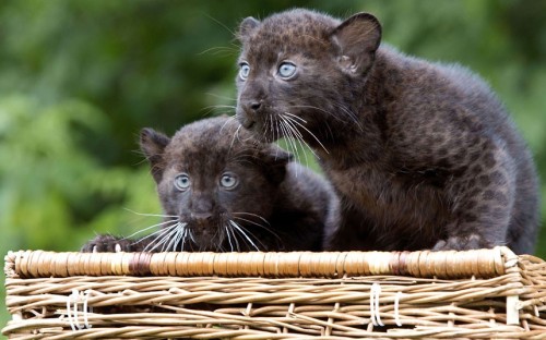 Porn Pics theanimalblog:  Black panther twins named