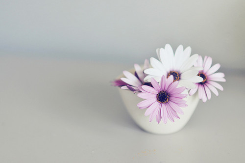  Click here for the most beautiful blog you’ve ever followed :) 