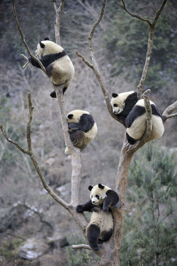 This is where pandas come from a panda tree