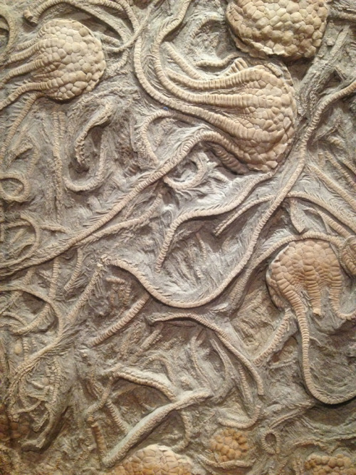 rhamphotheca:Fossil Crinoids (Uintacrinus socialis), Smithsonian National Museum of Natural History,