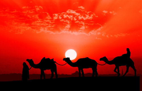 camels