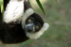 rhamphotheca:  Lemurs Named World’s Most Endangered Mammals by Live Science staff Of all the world’s animals living on the verge of extinction, Madagascar’s lemurs are teetering closest to the brink. A new assessment of these primates reveals they