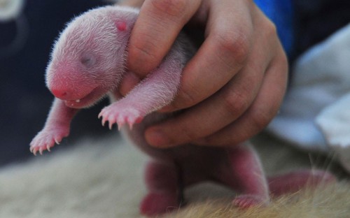 An employee holds one of the newborn twin panda cubs at Bifengxia Panda Base in Yaan, Sichuan province, China. Picture: REUTERS/China Daily