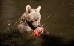 Theanimalblog:  A Syrian Brown Bear Eats An Ice Block With Frozen Fruits, Vegetables