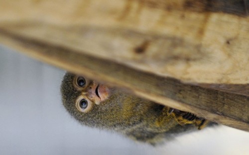 A young pygmy tamarind clings to a branch in a zoo in Amneville, eastern France.  Picture: JEAN-CHRISTOPHE VERHAEGEN/AFP/GettyImages