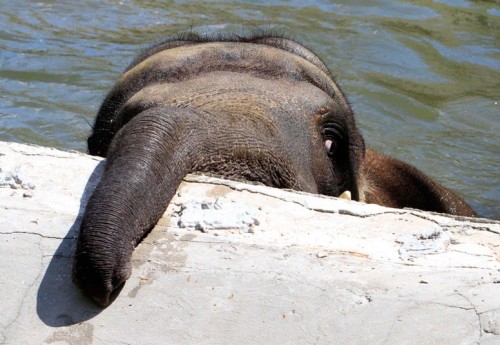 Khoras, a seven-year-old male elephant, cools down in a pool at the zoo in Kiev, Ukraine. Picture: REUTERS/Anatolii Stepanov