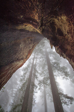 dearscience:  California Redwoods 