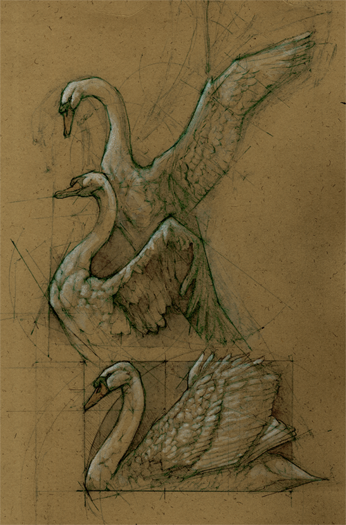 andrewprasetya:
“ Swan Drawings, mostly from memory.
”