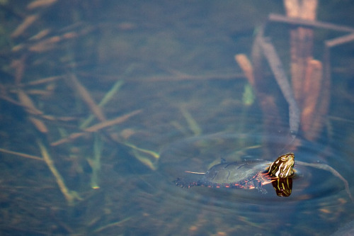 painted-turtle:Turtle Swim. (by Lowtidepics)