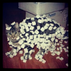 emeraldtigeress:  I can’t beleive those humana packed me…. (Taken with Instagram)  omg the cutest lol
