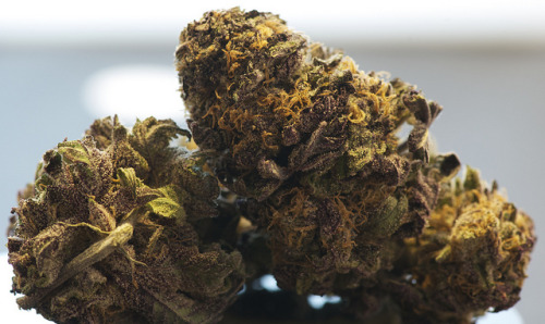 weedporndaily:  Grand Daddy Purp by DanteJones on Flickr. 