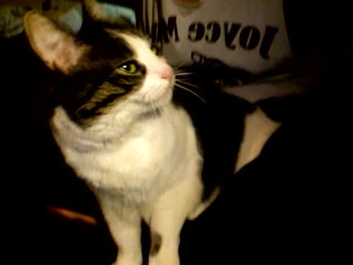 lindseyike:  kitty sounds  marley&rsquo;s crunch &lt;33333