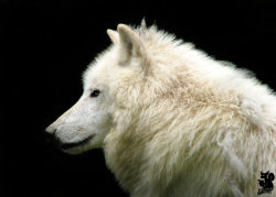 llbwwb:  Mating machine by *Allerlei.Arctic wolf