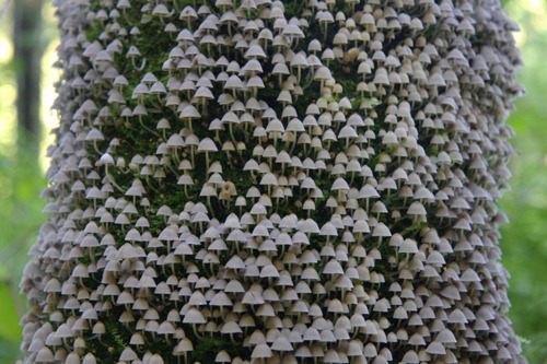 mushroom blog