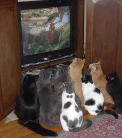 funnywildlife:  Kitty Tele!!! 