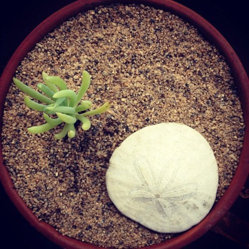 Senecio vitalis #plantmadness (Taken with Instagram) with Dendraster excentricus.