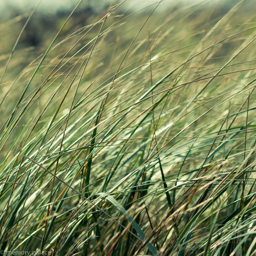 Summer Breeze