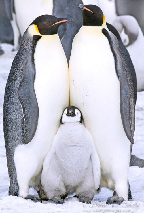 fat-birds:loveforearth:“Tough Guy…with back-up.” by David C. SchultzMeet The ‘Rents.