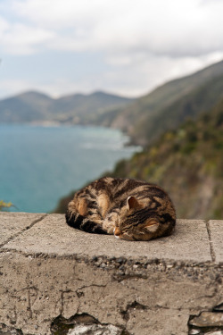 photogenicfelines:  (mikereidphotography)