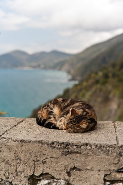 photogenicfelines:  (mikereidphotography) 