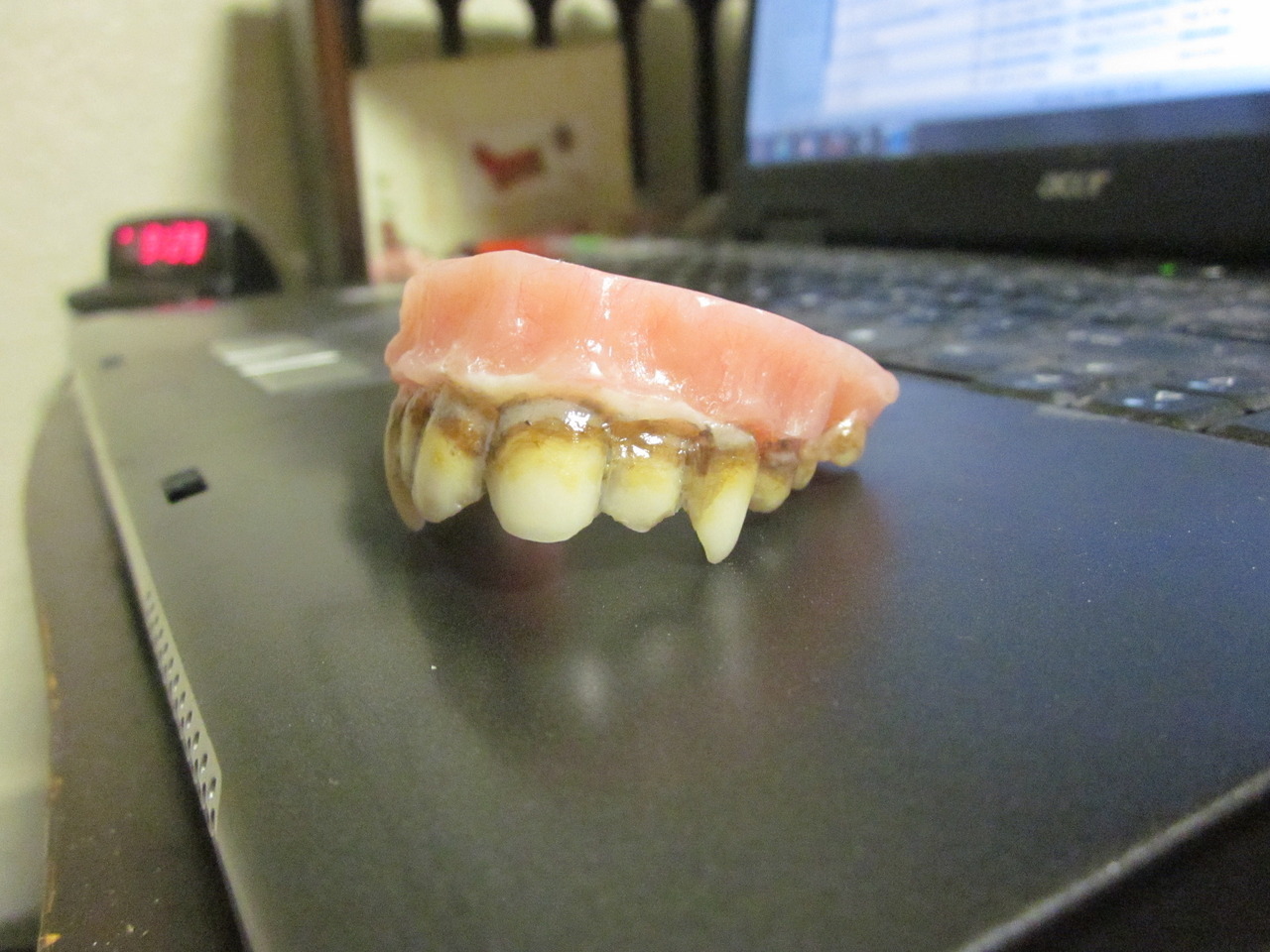 jacknapi3r:  Dentures I sculpted and stained 