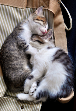 magicalnaturetour:  The Cuddly Snuggly Kitties via Love Meow ~ Sweet Dreams Beautiful Friends ♥