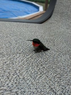 avianawareness:  redsuspenders:  Hummingbird