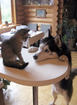 amnemonic:  テーブルの上の猫に相談する犬: ひとくちフォト ｜ 動物写真とアイデア写真とネタ画像と気になる動画 