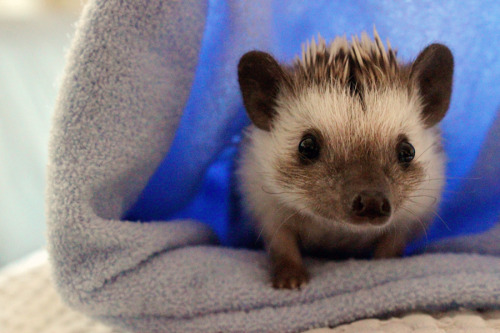 HEDGEHOG.  Take a minute.  They float.  That is all.