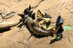 banasmagiccastle:  teacupballerina:  skunky2:  runicbasso:  usfallenkings:  Butterflies scavenging dead fish  And you just thought they were all nectar, flowers, and sugary bits, didn’t you? WELL FUCK ALL YOUR WORLDVIEWS. LOOK AT THIS.  Well Butterflies
