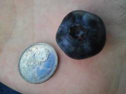 capnskull:  These blueberries are huge 