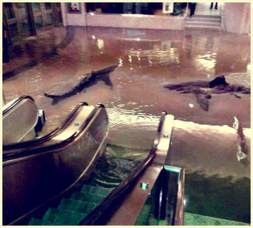  The collapse of a shark tank at The Scientific Center in Kuwait…   Dope