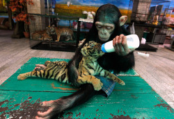 cassaroo:  Oh, just a baby chimp feeding