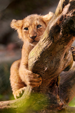 theanimalblog:  Climbing on the branch (by Tambako the Jaguar) 