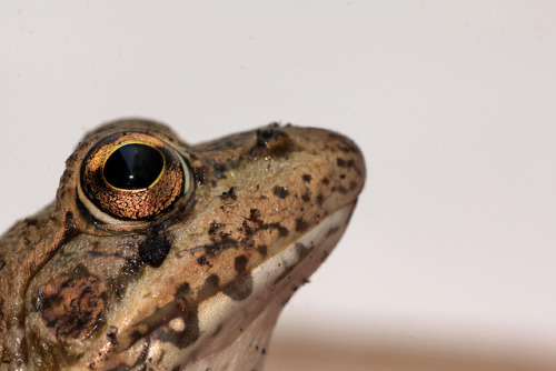 reptiglo:Rana Común - Pelophylax Perezi - Argés by Passarola Toledo on Flickr.