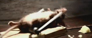 the-absolute-funniest-posts:  How rats get ripped